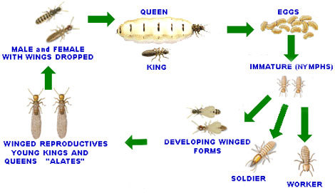 Queens Termite Treatment