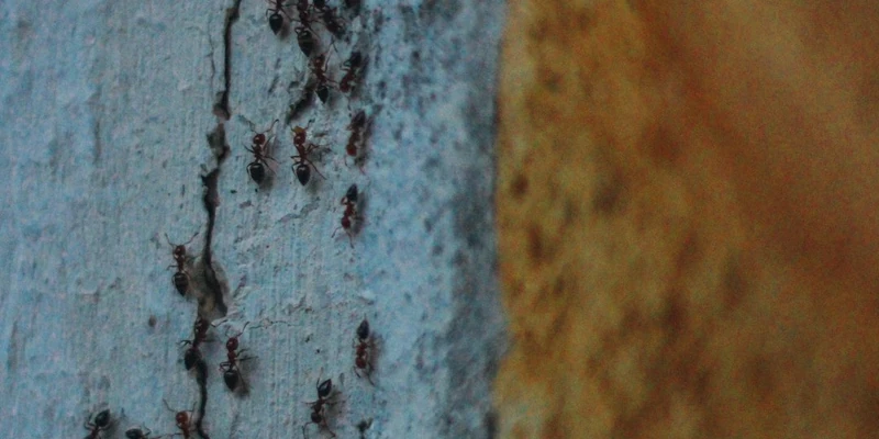 How to Stay Pest-Free When Seasons Shift in Bayville, NY