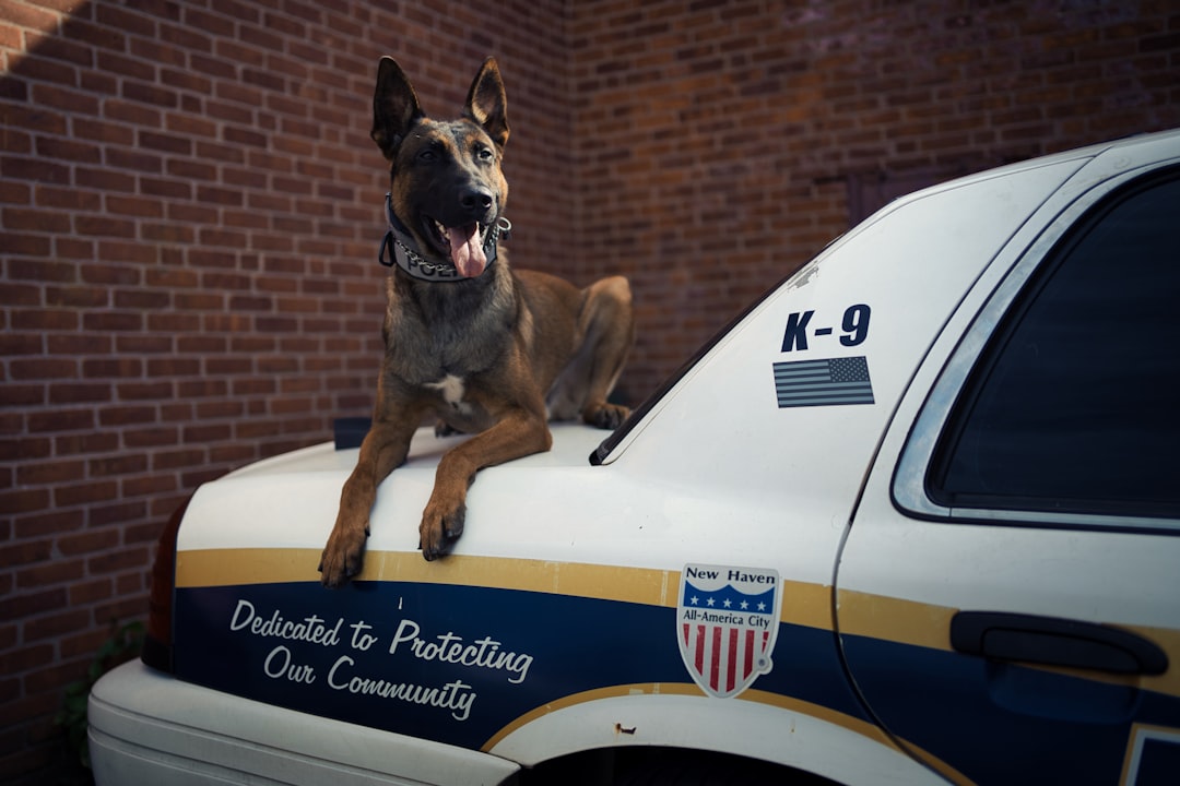 BWC shows moments leading up to fatal shooting of Calif. PD K-9 by fleeing gang member