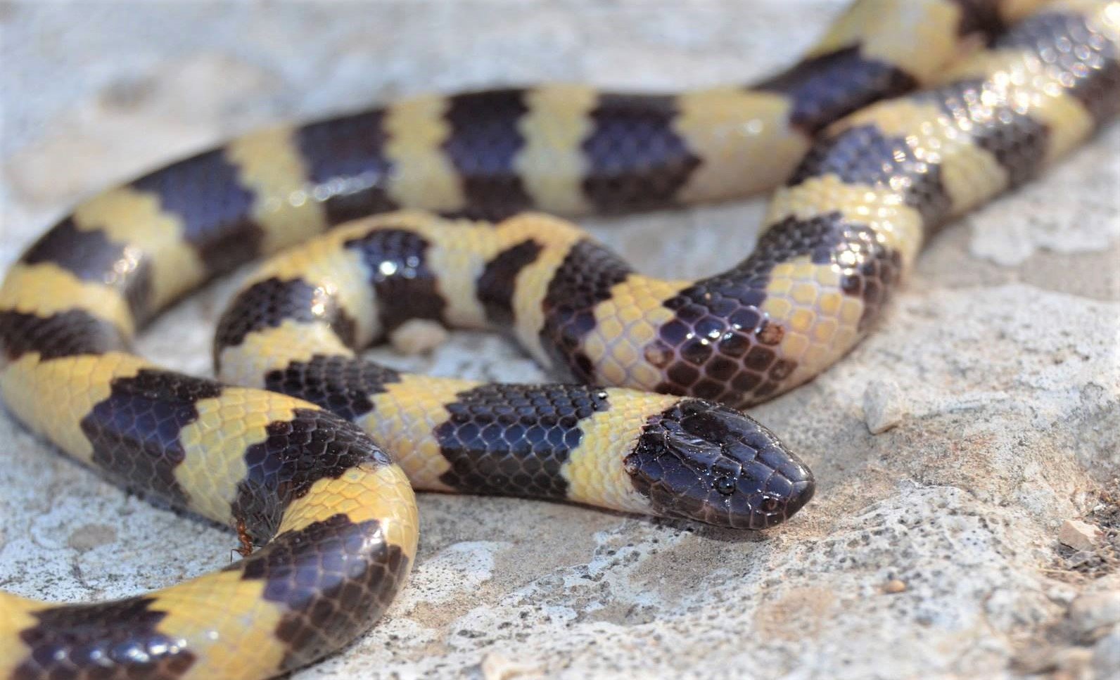 Israeli researcher, colleagues discovers new snake family