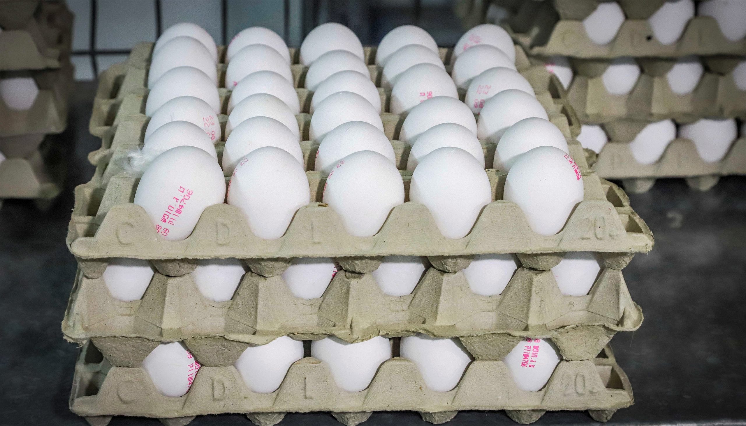 Egg prices increase in Israel for first time in seven years