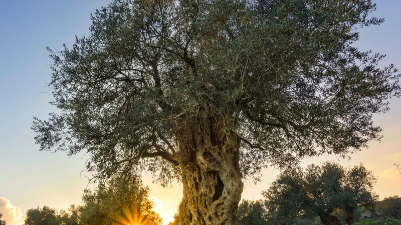 The Olive Tree’s Trunk, Roots, and Branches: A New Dimension of Building Bridges