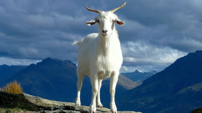 Yom Kippur, the Scapegoat, and the Truth About Israel