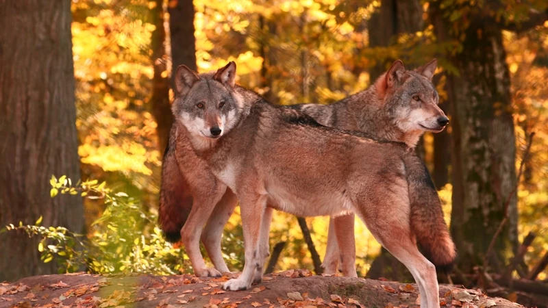 Building Godly Character