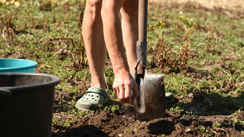Tearing Down Before Planting