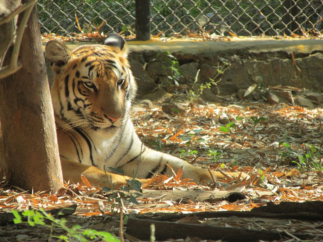 A Power Ranking Of The Craziest People In ‘Tiger King’