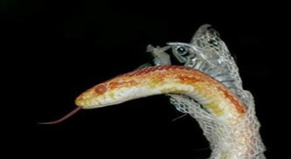 Shedders, Silent Spreaders: Stop Blaming the Unvaccinated