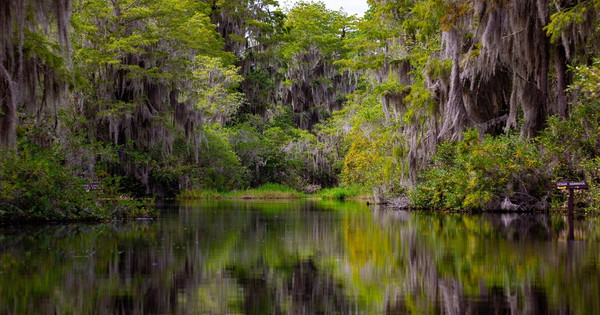 Okefenokee Belongs To Us