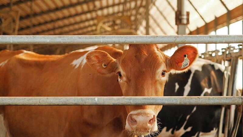 Deadly version of H5N1 bird flu spills over into Nevada dairy cattle