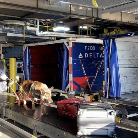 CBP intercepts 'world's most invasive grain pest' khapra beetle at Detroit airport