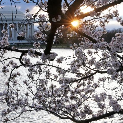 Japan gives US 250 new cherry blossom trees to commemorate US birthday