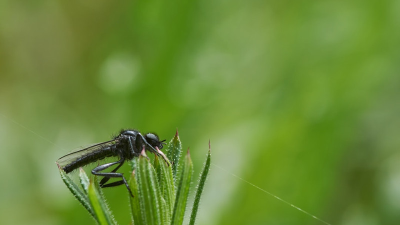 Why Google wants to release 32 million weird mosquitoes in Florida