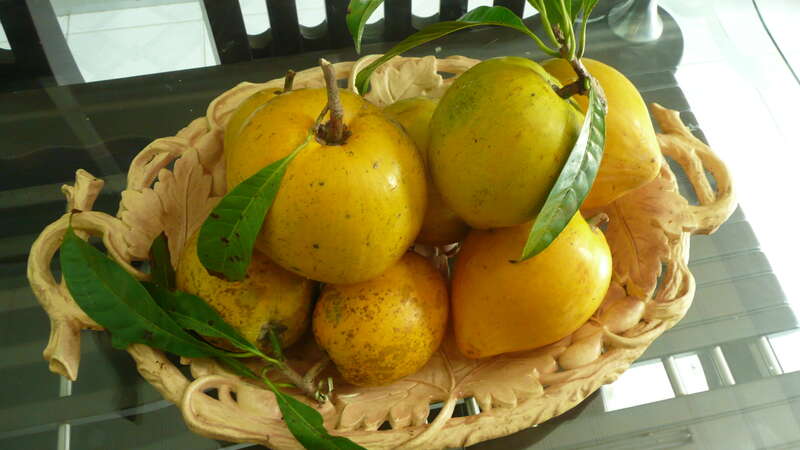 ‘Gold of the Incas’ fruit becoming popular sweetener