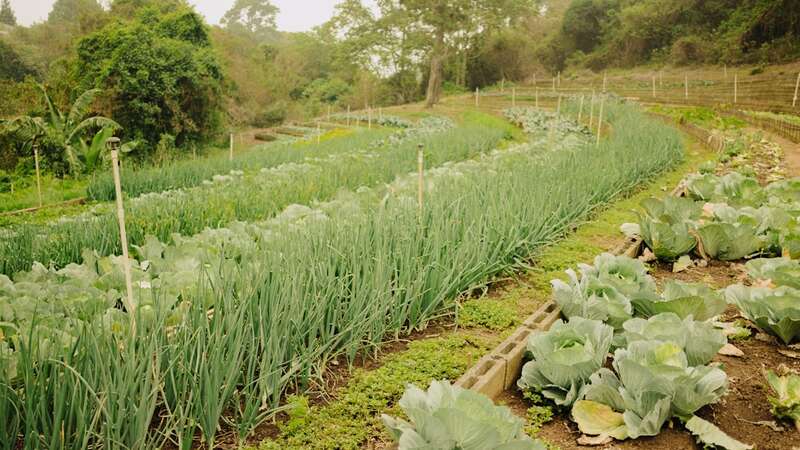 'Food Is Medicine' Could Revolutionize Health. This Doctor Is Making It Happen.