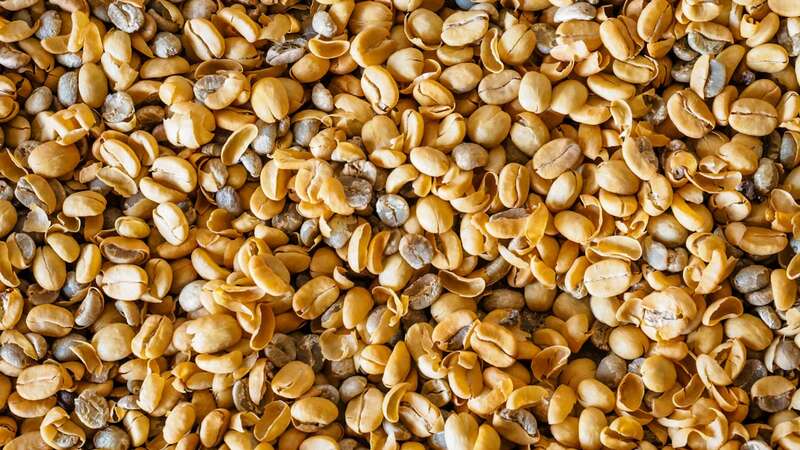 Velvet Bean Shock: Could This Tropical Legume Jazz Up Your Mood?