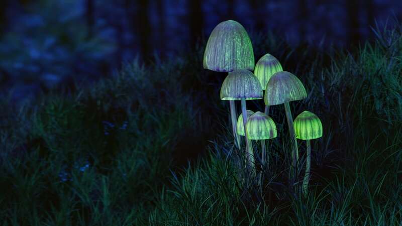Single psilocybin trip delivers two years of depression relief for cancer patients