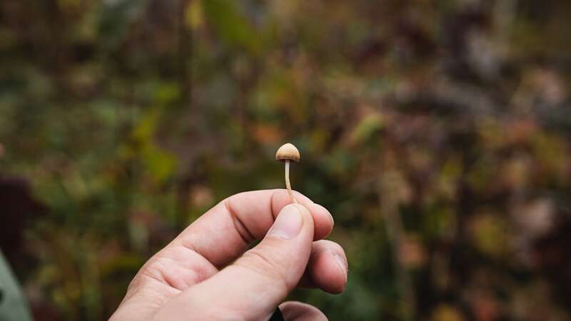 Psilocybin in magic mushrooms shows 5-year depression relief after single dose, study finds 
