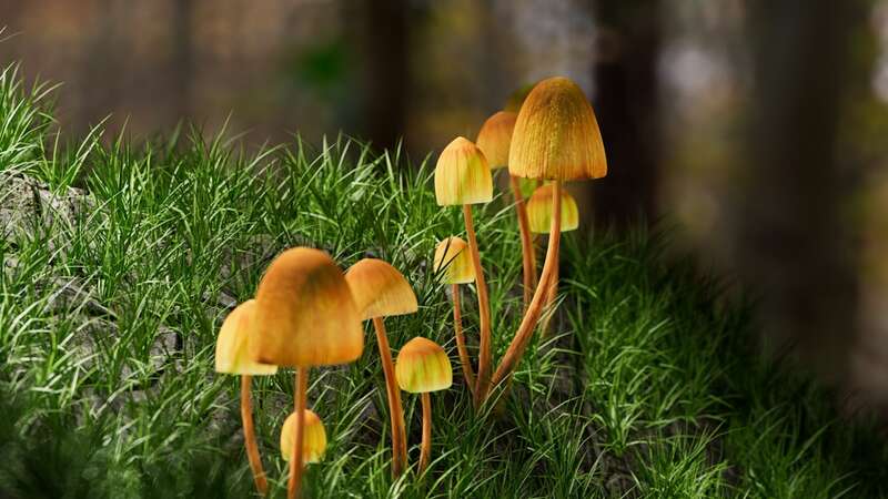 Could psilocybin help treat IBS? A new study investigates