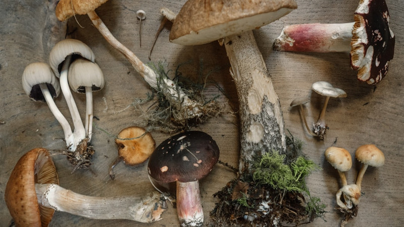 The Surprising Way Psilocybin Is Moving From Counterculture to Clinics