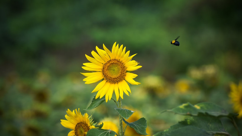 5 Nutrient-Rich Foods You Should Eat Instead of Taking Supplements