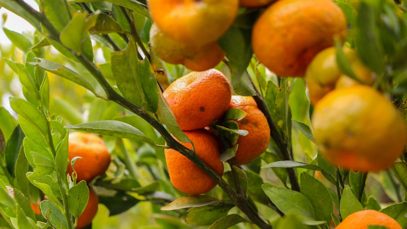 This in-season 35-calorie fruit can boost your immunity, improve your skin — and help your brain health