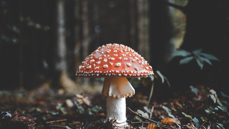 Mushroom Are A Trending Ingredient In Skincare Products For A Very Good Reason