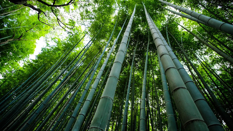 Scientists Say Bamboo May Be the Next Big Superfood — Here’s Why