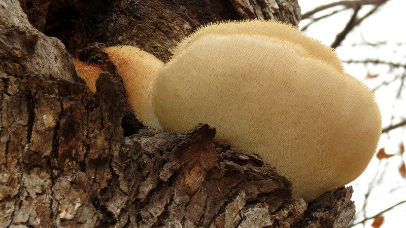 Lion’s Mane Mushroom Is Everywhere — Here’s What the Science Actually Says