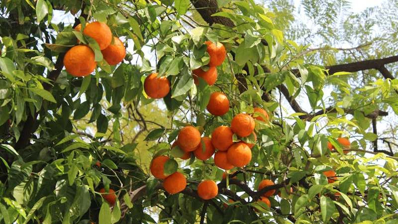 The Bitter Orange Weight-Loss Trend Is Blowing Up Online — But Science Says It Barely Works and May Not Be Safe