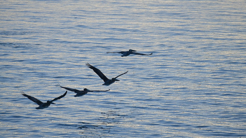 Expert birders have younger brains: How expertise may protect brain health