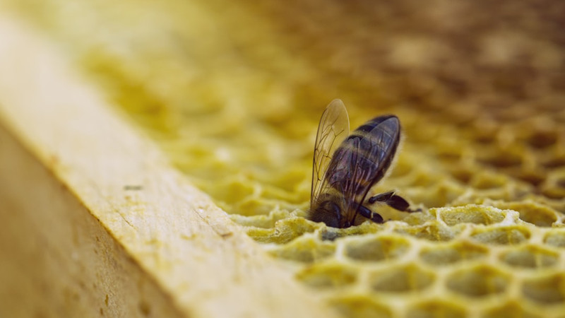 Scientists Just Created “Chocolate Honey” — and Its Health Perks Are Surprising