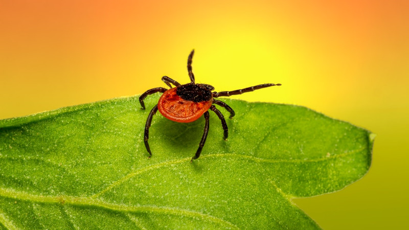 Why this tick season could be the worst in a decade