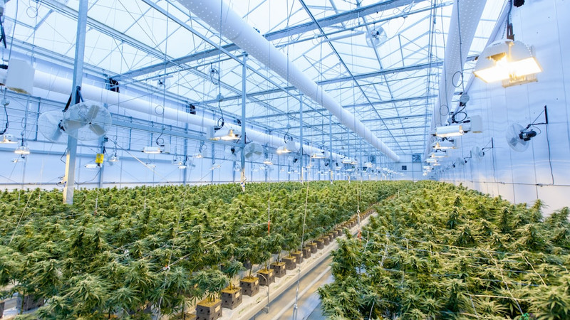Research challenges long standing beliefs about cannabis and male hormones