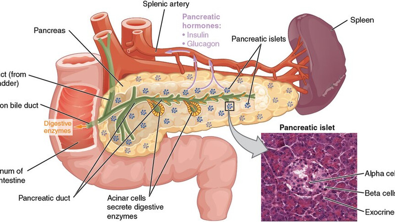 Breakthrough pancreatic cancer drug nearly doubles survival in trial