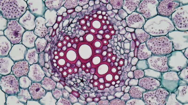 Microplastics mapped in living tissue for the first time