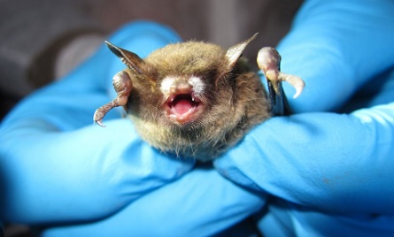 'Wuhan West'? CO bat lab gets new taxpayer funding