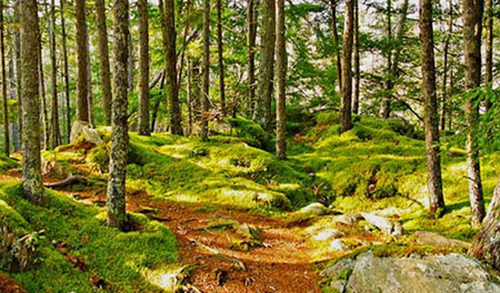 Nova Scotians are banned from hiking in the woods