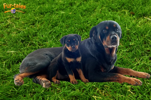 Male vs. Female Rottweilers: Differences in Rottweilers Personality and Care