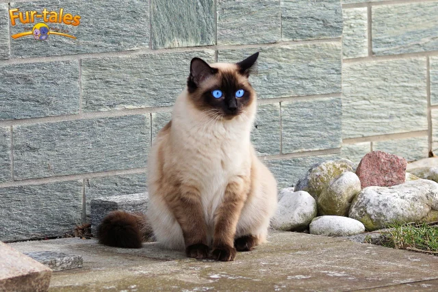 How Long Do Siamese Cats Live? Lifespan and Aging Tips