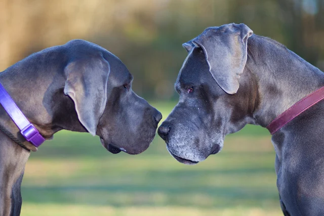 Living with a Blue Great Dane: Pros and Cons for Dog Owners