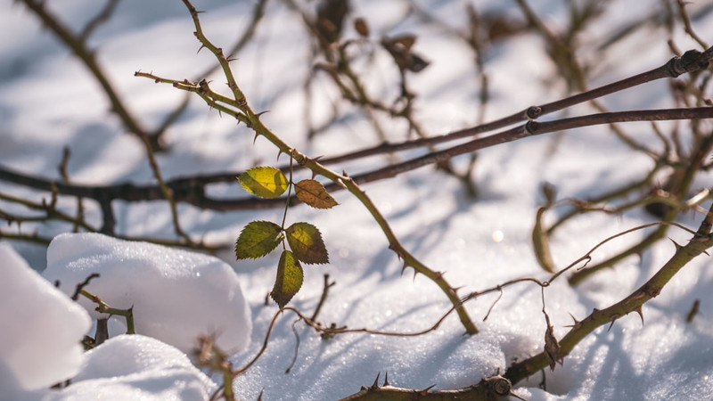 Tennessee seeks federal help for winter storm cleanup
