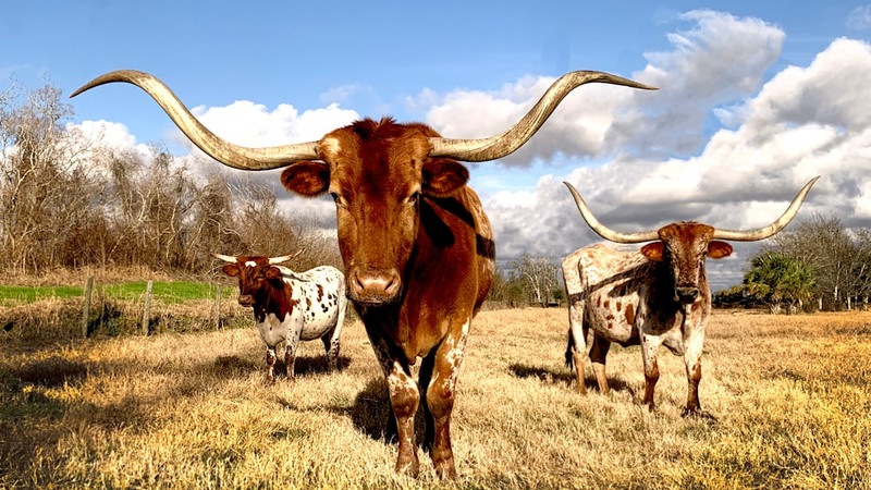 Texas Democrats Flee the State to Block Redistricting Plan 