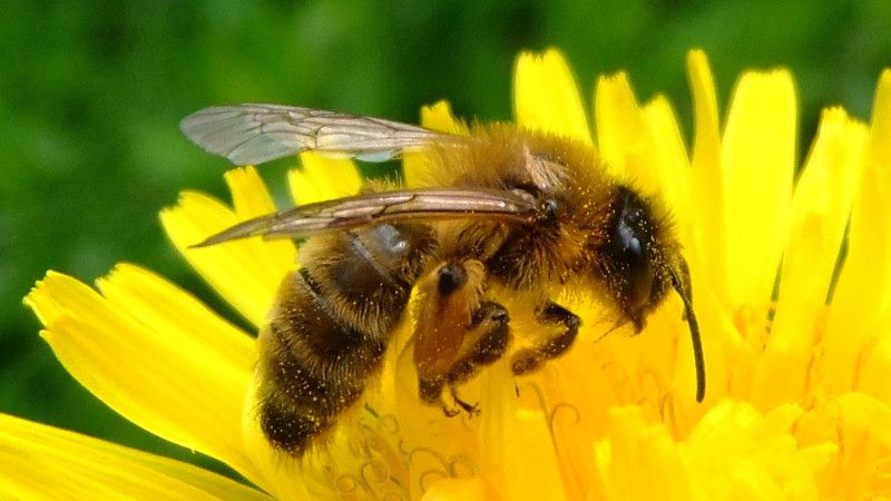 Texas Reports Record Honeybee Losses That Reflect National Decline 
