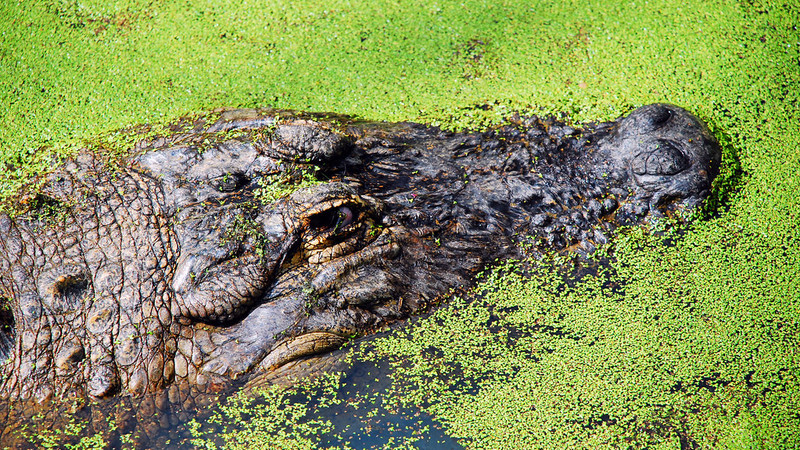 Louisiana auditor finds audit reveals misappropriation of funds 