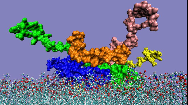 Peptides in the Limelight