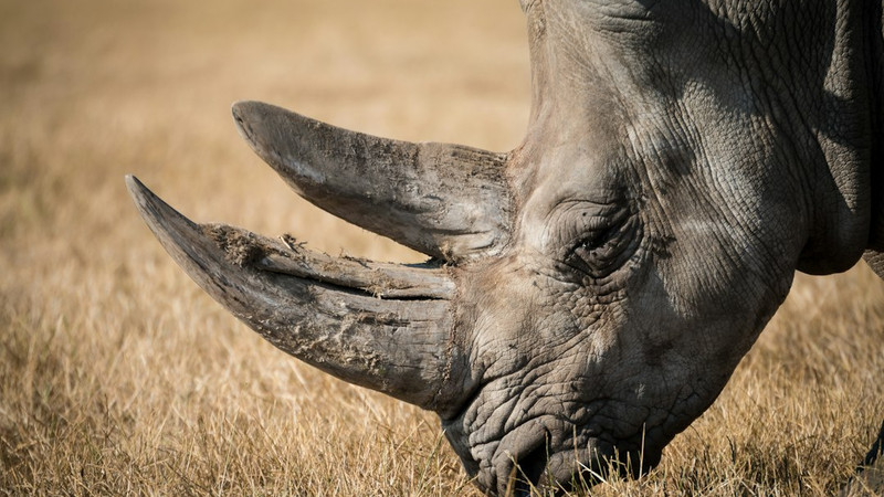 'What a RINO is' by Steve