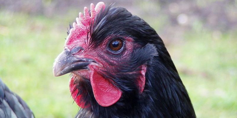 China reports first death from new strain of bird flu