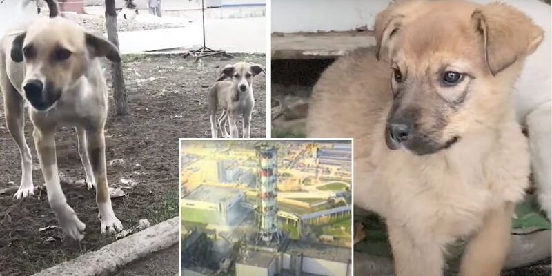 Radiation may have sped up evolution of Chernobyl's stray dogs: report