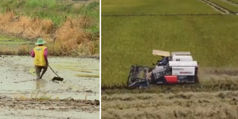 Climate experts claim rice is bad for the environment—it feeds more than half the world