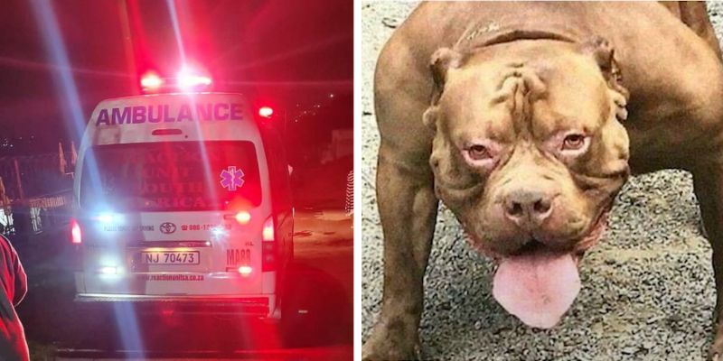 South African man mauled by pit bull, suffers fractured leg